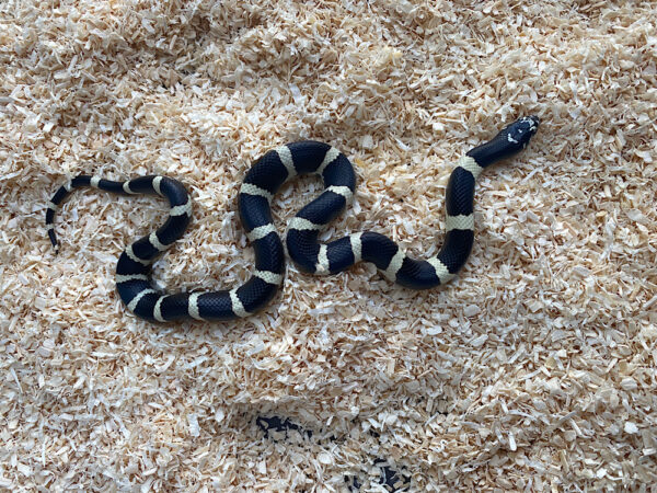 Snake-serpiente-californiae-falsacoral-venta-compra