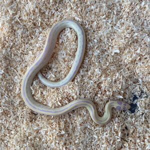 serpiente-californiae-lampropeltis-albina-banana-snake-reptil-comprar