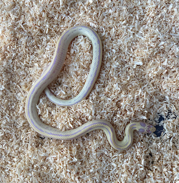 serpiente-californiae-lampropeltis-albina-banana-snake-reptil-comprar