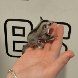 Petauro del Azucar Ancestral Baby