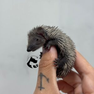 Echinops telfairi ( TENREC)