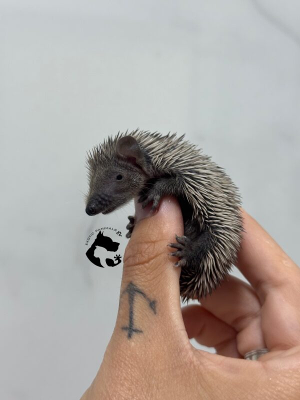 Echinops telfairi ( TENREC)