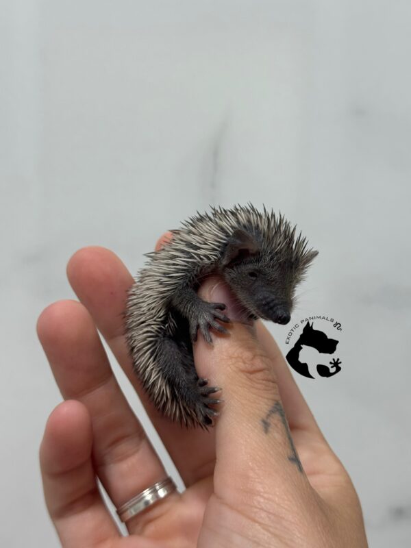 Echinops telfairi ( TENREC) - Imagen 3
