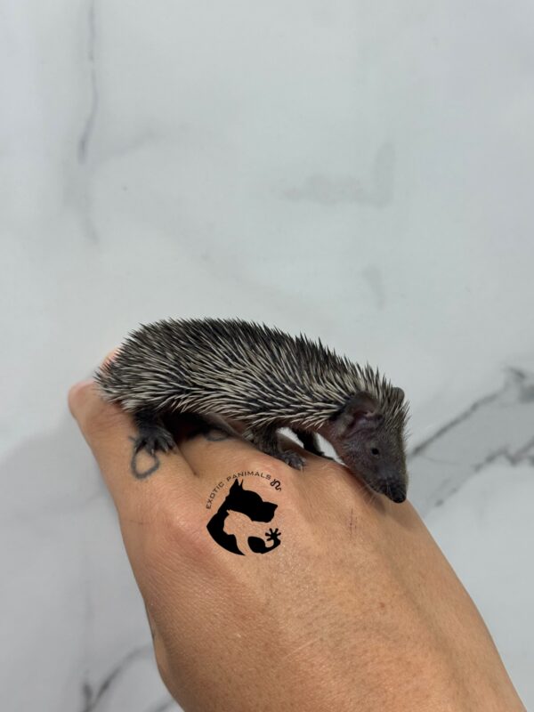 Echinops telfairi ( TENREC) - Imagen 2