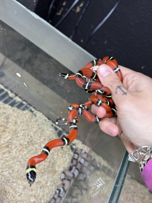 Lampropeltis Sinaloae Falsa Coral