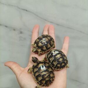 Testudo Marginata