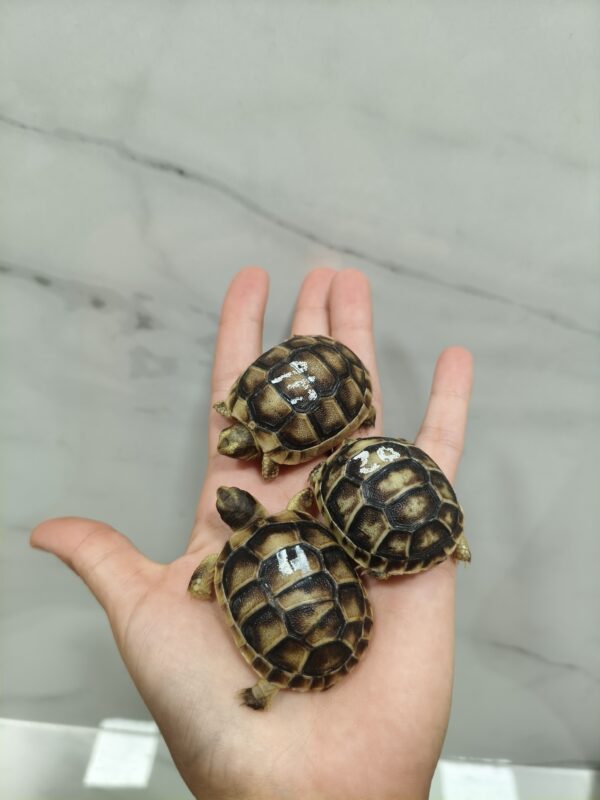 Testudo Marginata