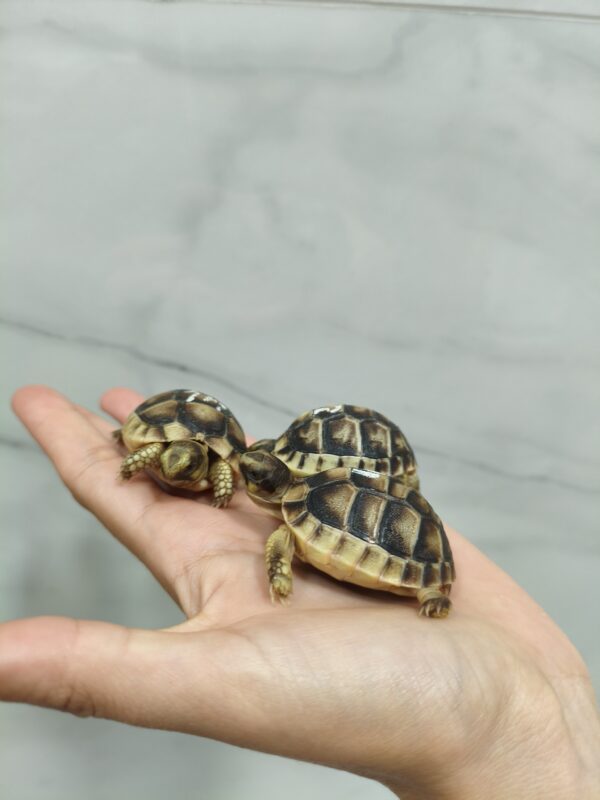 Testudo Marginata - Imagen 2