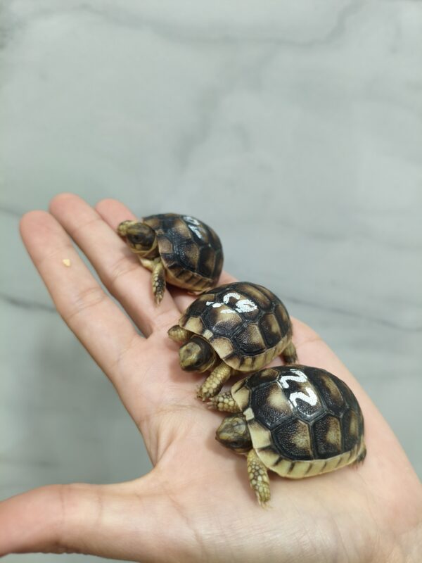 Testudo Marginata - Imagen 3