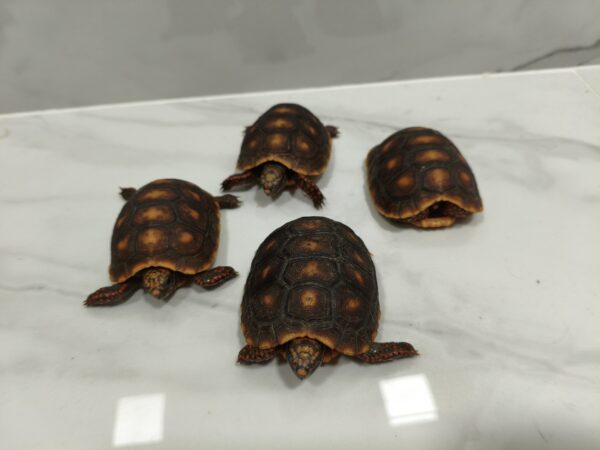 Chelonoidis Carbonaria / Patas rojas - Imagen 2