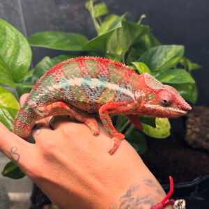 Furcifer Pardalis Ambilove Red Bar