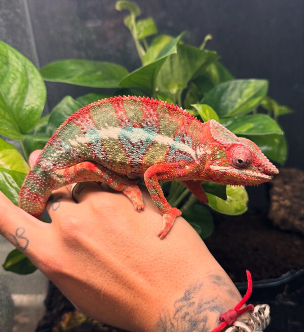 Furcifer Pardalis Ambilove Red Bar