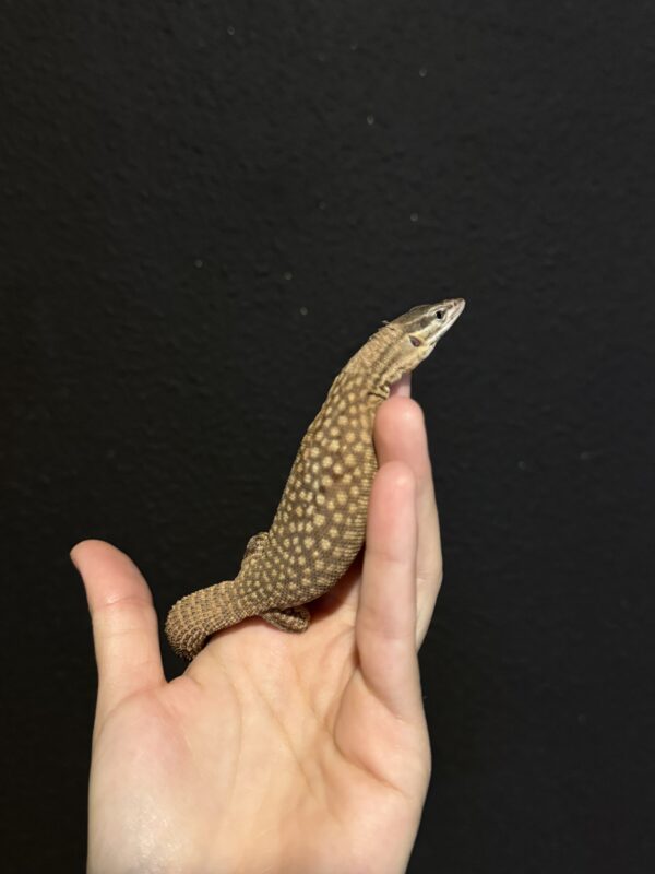 Varanus Acanthurus - Image 2