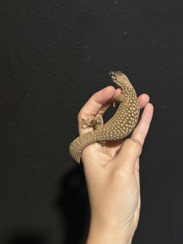 Varanus Acanthurus - Image 3