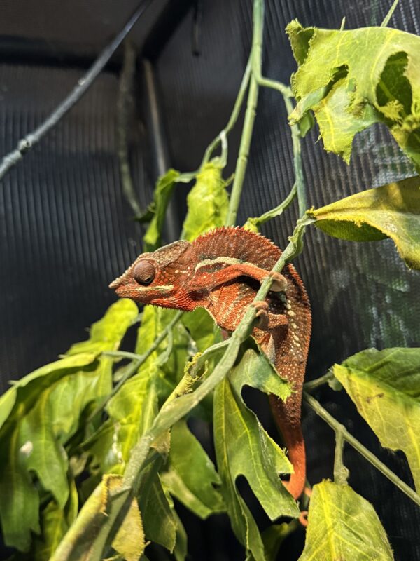 Pareja Furcifer Pardalis Ambilove Red Bar