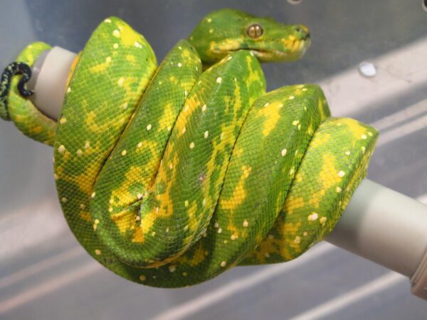 Morelia viridis biak Hembra N4