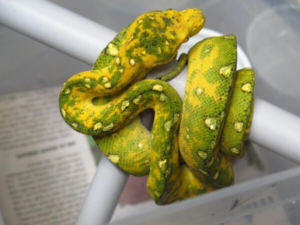 Morelia Viridis Biak Macho 3