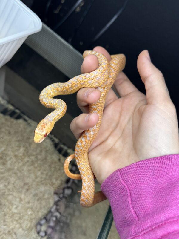 Pituophis Catenifer Albino - Image 3