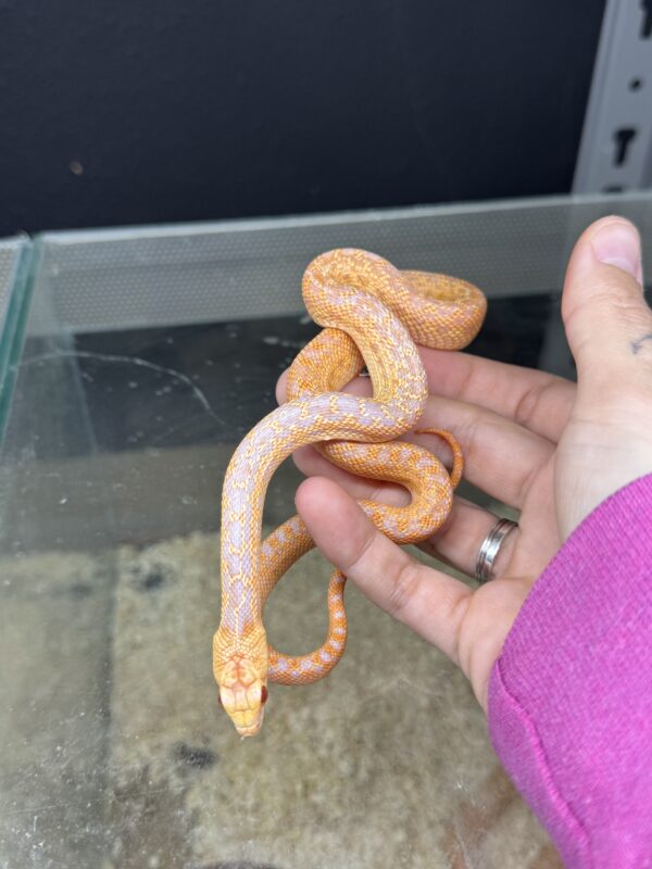 Pituophis Catenifer Albino