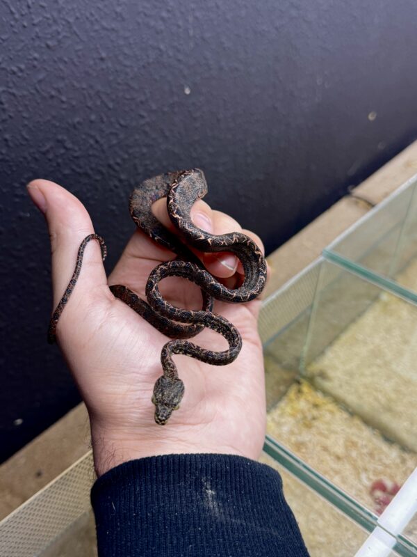 Corallus Hortulanus Halloween