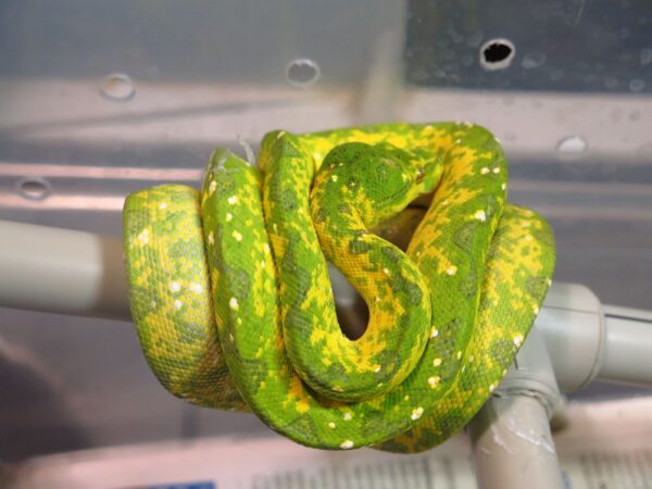 Morelia Viridis Biak macho 1