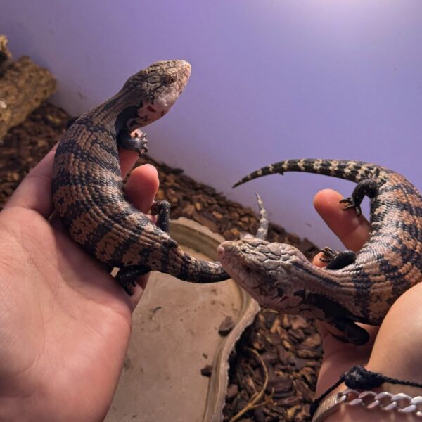 Tiliqua Gigas (Lengua azul)