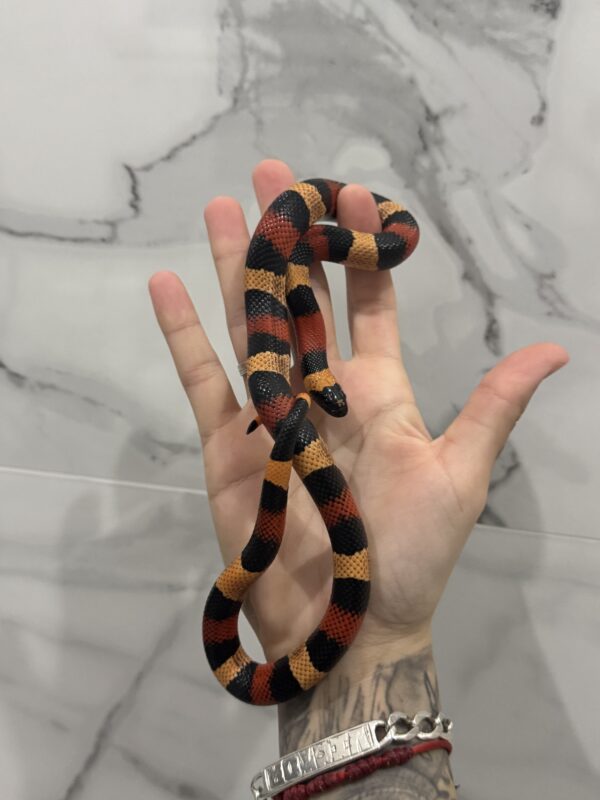 Lampropeltis campbelli Apricot cb23