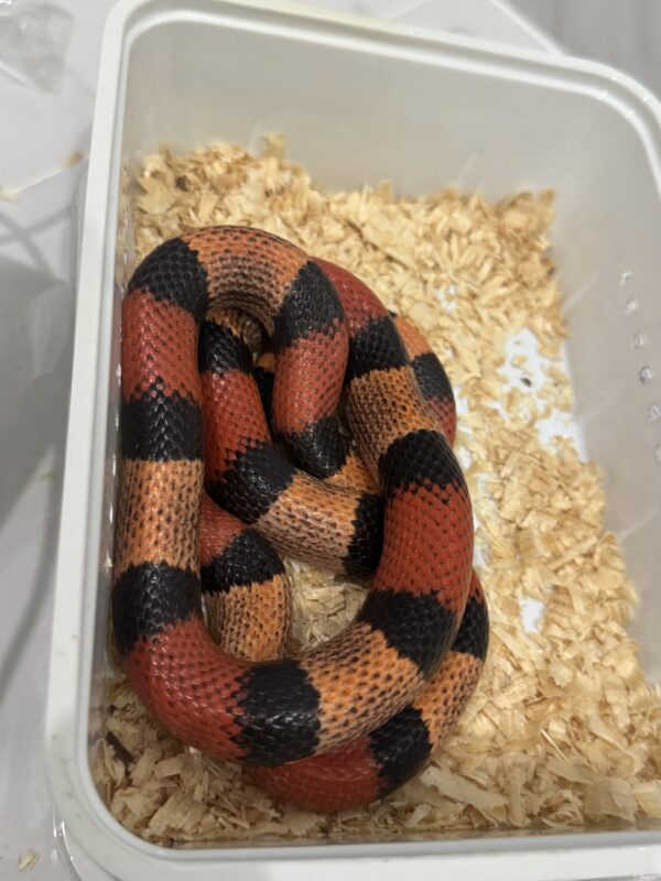 Lampropeltis campbelli Apricot cb22 - Imagen 2