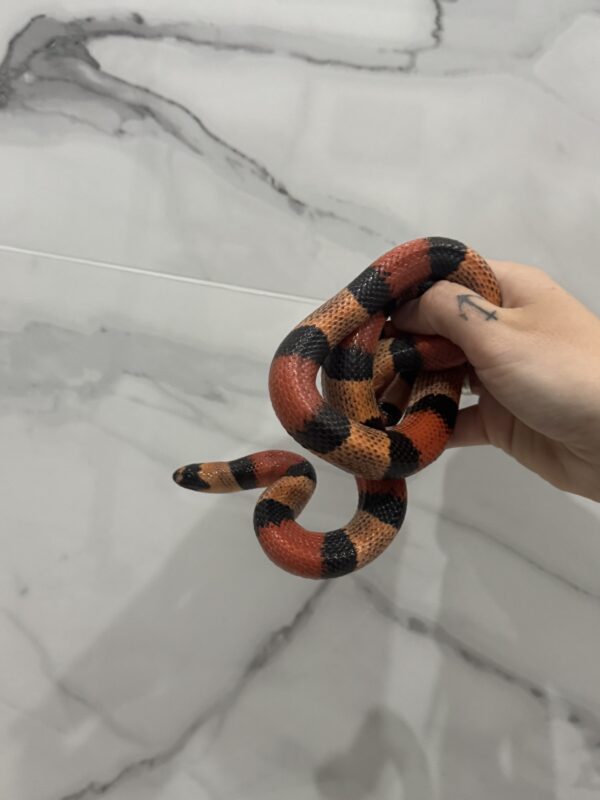 Lampropeltis campbelli Apricot cb22