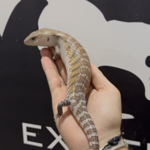 Tiliqua Gigas (Lengua azul)