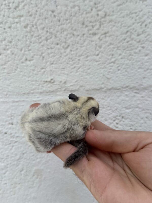 Petauro del Azucar Platino het Leucistico - Imagen 2