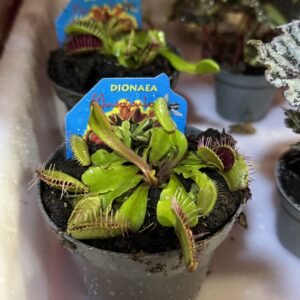 Planta carnívora Dionaea muscipula o "Venus atrapa moscas"