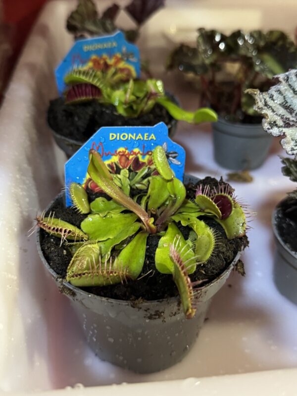 Planta carnívora Dionaea muscipula o "Venus atrapa moscas"