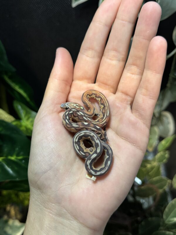Scaleless Jungle het Snow - Imagen 2