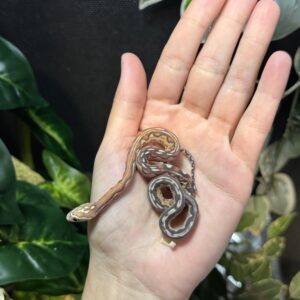 Scaleless Jungle het Snow