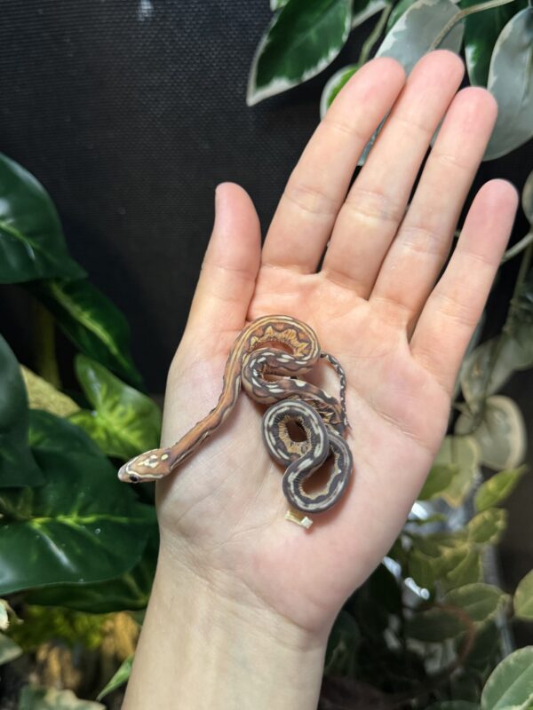 Scaleless Jungle het Snow