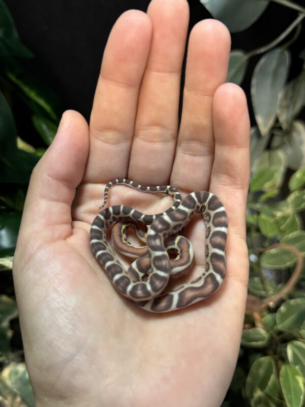 Scaleless Jungle het Snow - Imagen 2