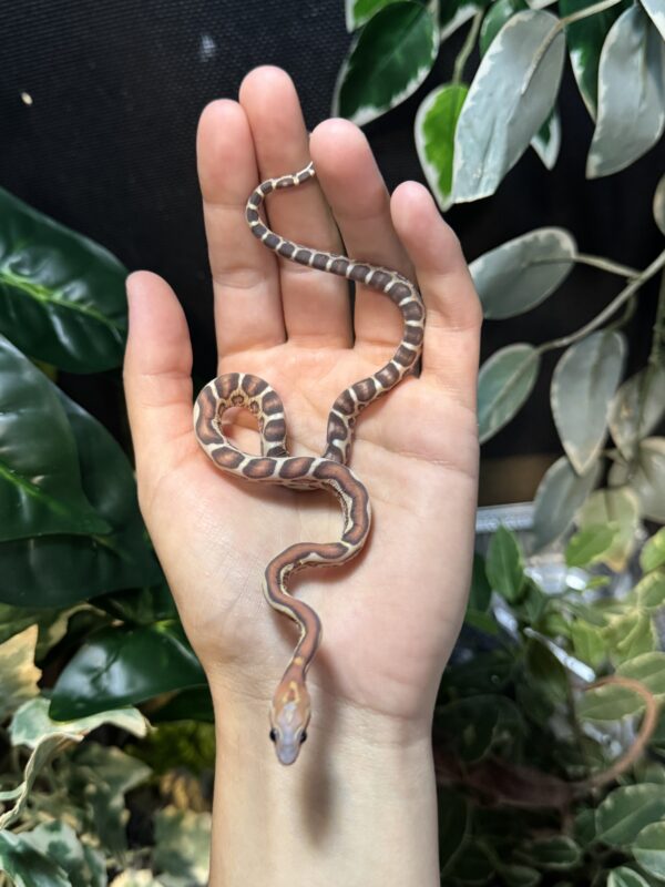 Scaleless Jungle het Snow