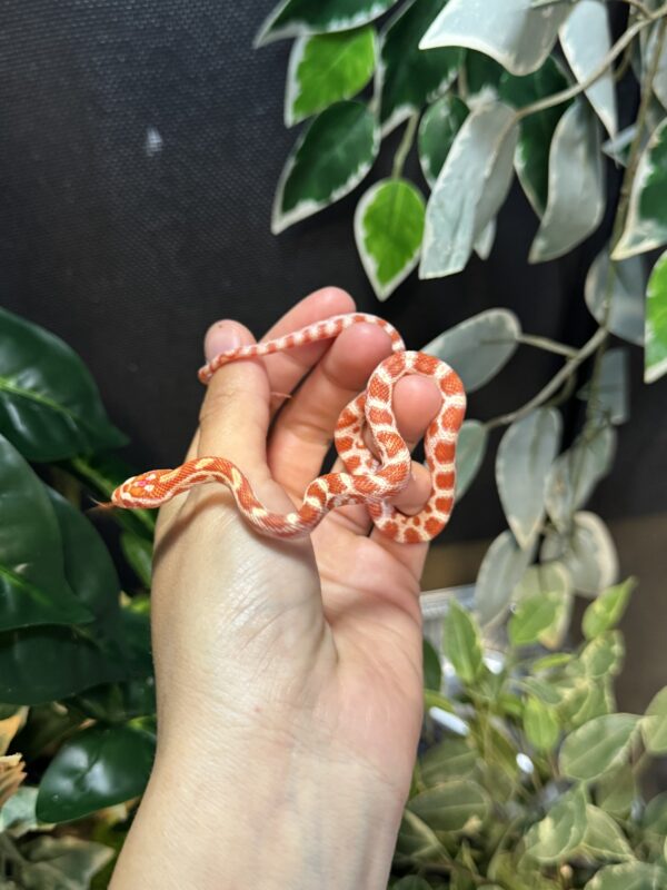 Serpiente del maiz Amel - Imagen 4