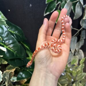 Serpiente del maiz Amel