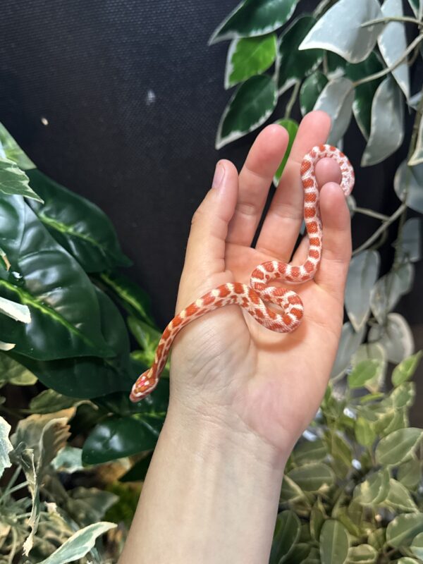 Serpiente del maiz Amel