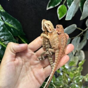 Dragon barbudo (Pogona Vitticeps)