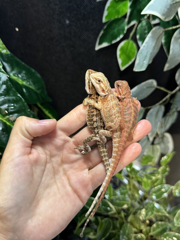 Dragon barbudo (Pogona Vitticeps)