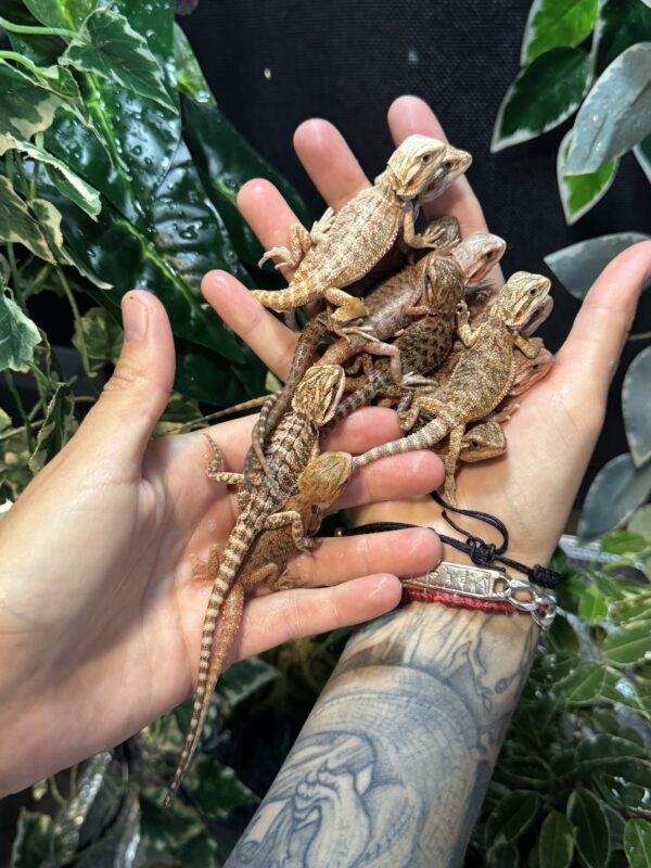 Dragon barbudo (Pogona Vitticeps) - Imagen 2