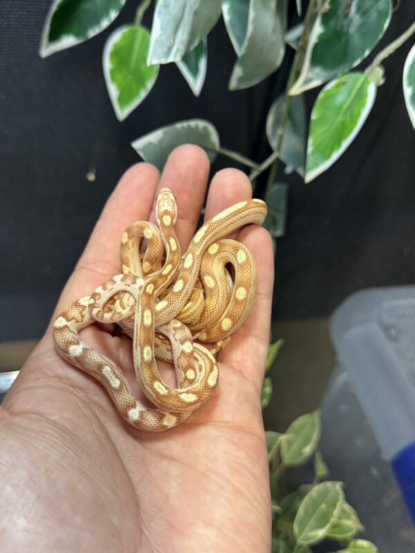 Serpiente del Maiz Butter - Imagen 2