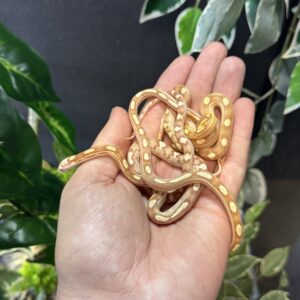 Serpiente del Maiz Butter