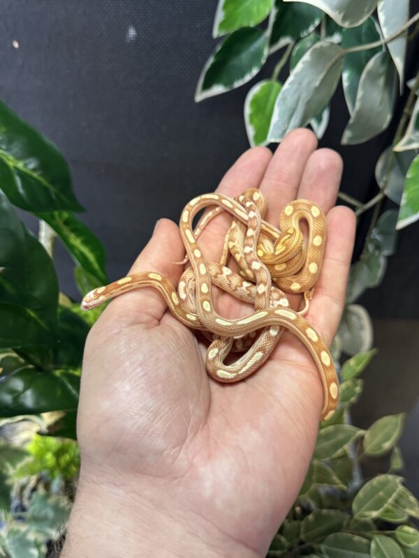 Serpiente del Maiz Butter