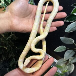 Serpiente del maiz snow motley sub