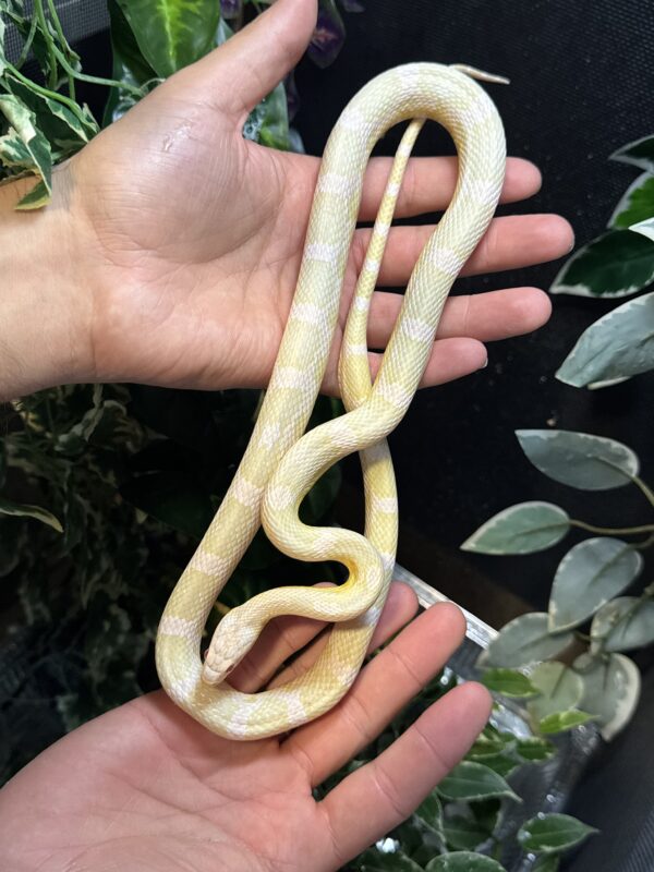 Serpiente del maiz snow motley sub