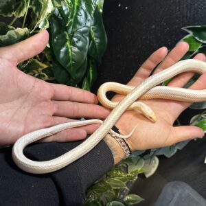 Serpiente del maiz snow tessera sub